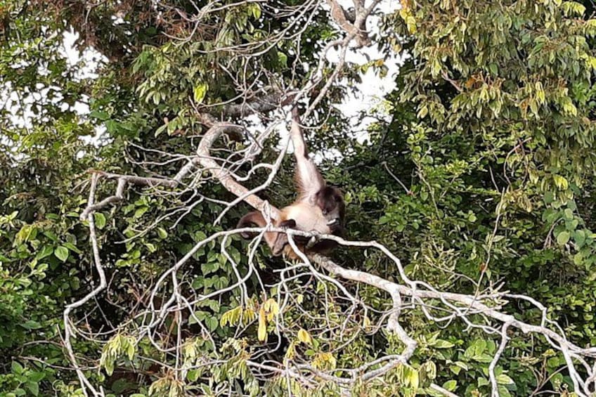 Wonders in the jungle of our mother culture Catemaco & Los Tuxtlas 1