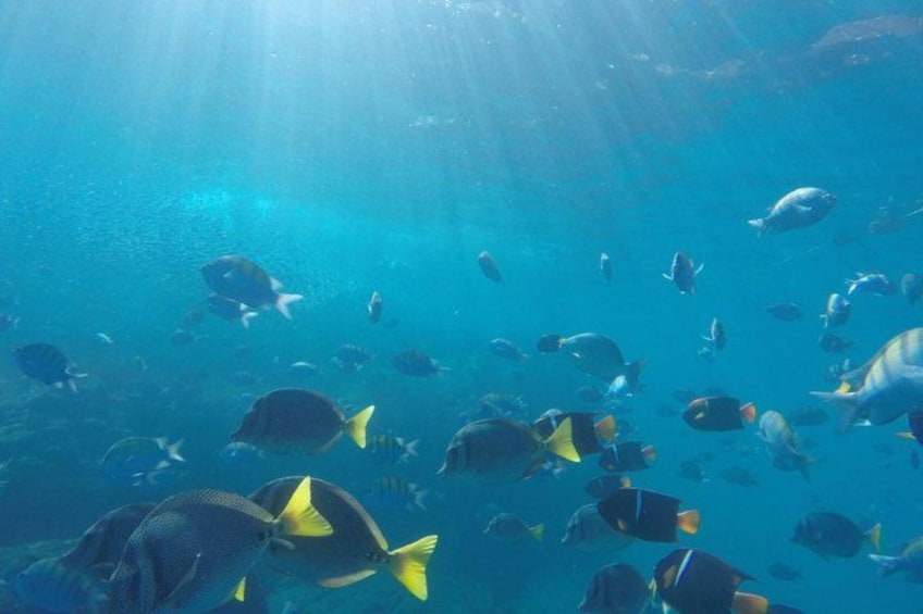 Un banco de peces nadando bajo el agua. 2