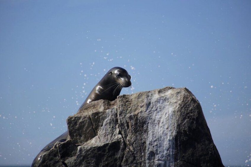 Una foca sobre una roca con agua salpicando. 3
