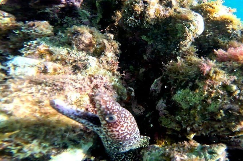 cozumel marine life snorkeling trip 2
