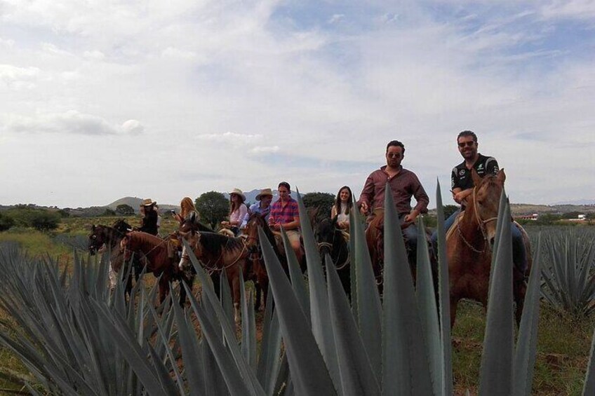 Un groupe de personnes à cheval dans un champ où poussent des agaves. 1