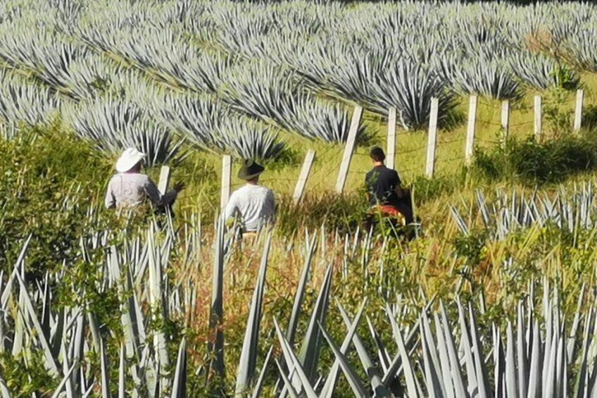 Un champ de plants d'agave où des ouvriers s'en occupent. 3