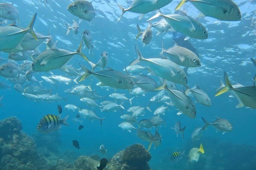 Ein Fischschwarm schwimmt im Meer. 4