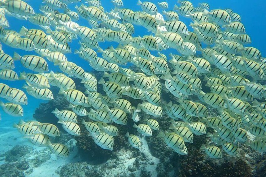 Ein Schwarm Fische schwimmt in einem klaren, blauen Ozean. 3