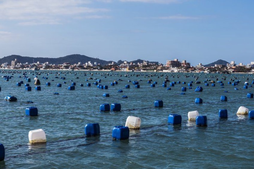 A coastal area with numerous buoys in the water and a distant shoreline with buildings. 5