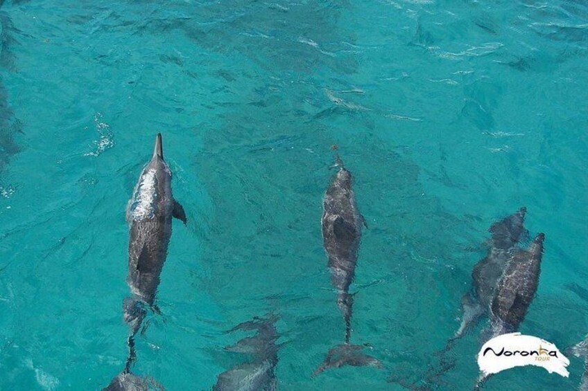 Baia do Sancho Boat Tour 3