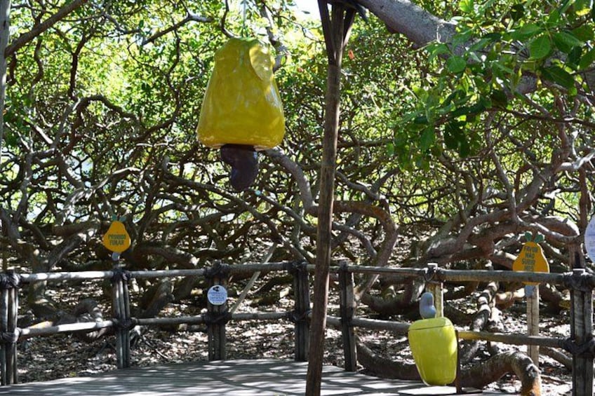 A tree with yellow hanging objects, a wooden fence, and warning signs. 3
