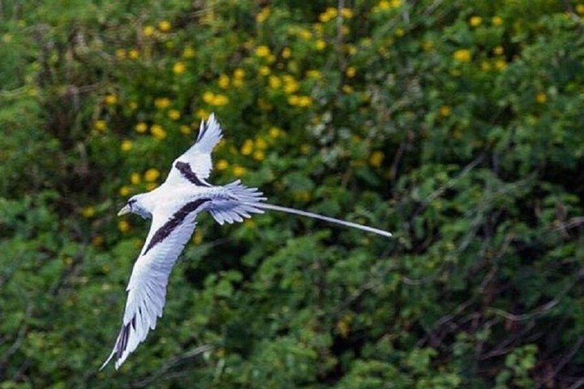 A bird in flight with a long tail and white and black plumage, flying over a background of green foliage and yellow flowers. 3