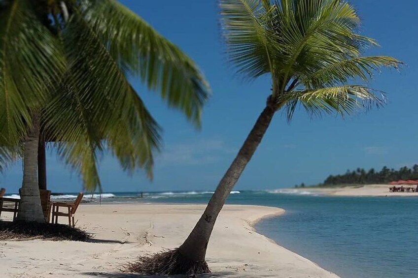 A beach with palm trees, a sandy shore, and the ocean. 4