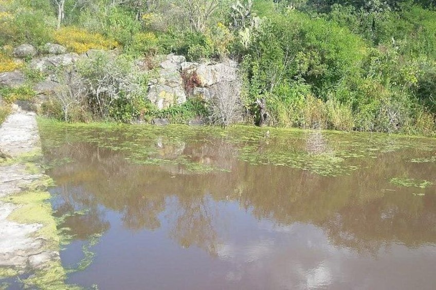 Horseback Riding in the Capulines 4