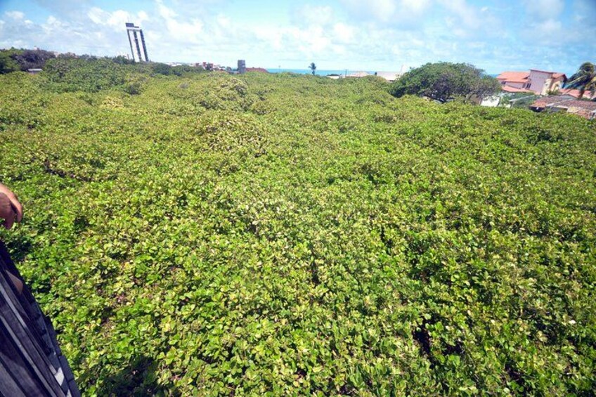 A field of green plants with a person standing on the left. 2