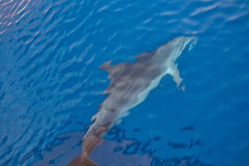 A dolphin swimming in clear blue water. 5