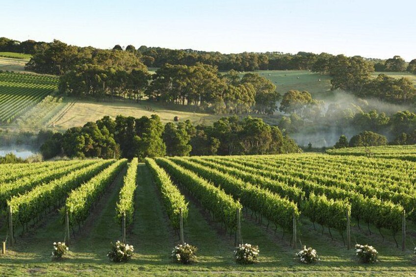 Mornington Peninsula Wine Day Tour 2