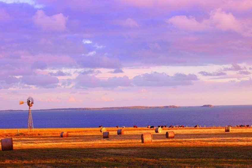 Mornington Peninsula Wine Day Tour 3