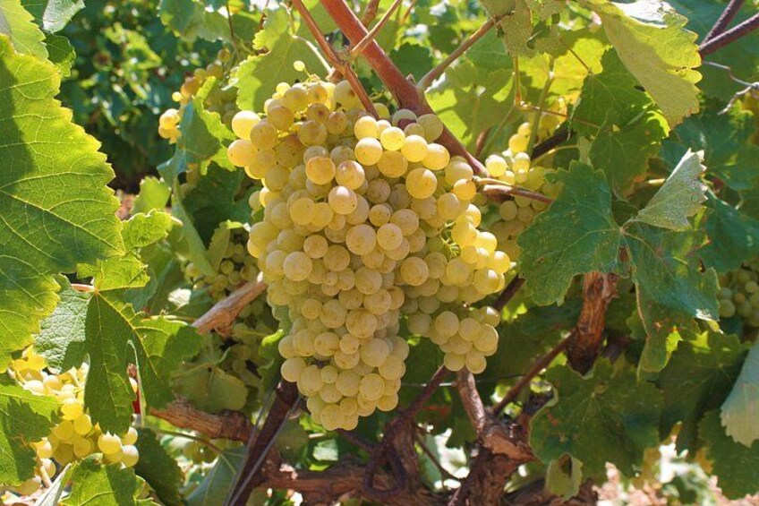 Heraklion SUV Private Guided Wine Tour with Lunch 4