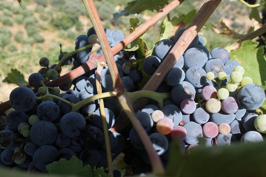 Heraklion SUV Private Guided Wine Tour with Lunch 3