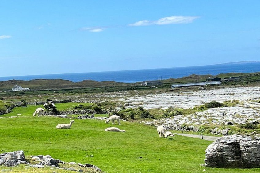 A coastal landscape with grazing sheep, green fields, and distant hills. 4