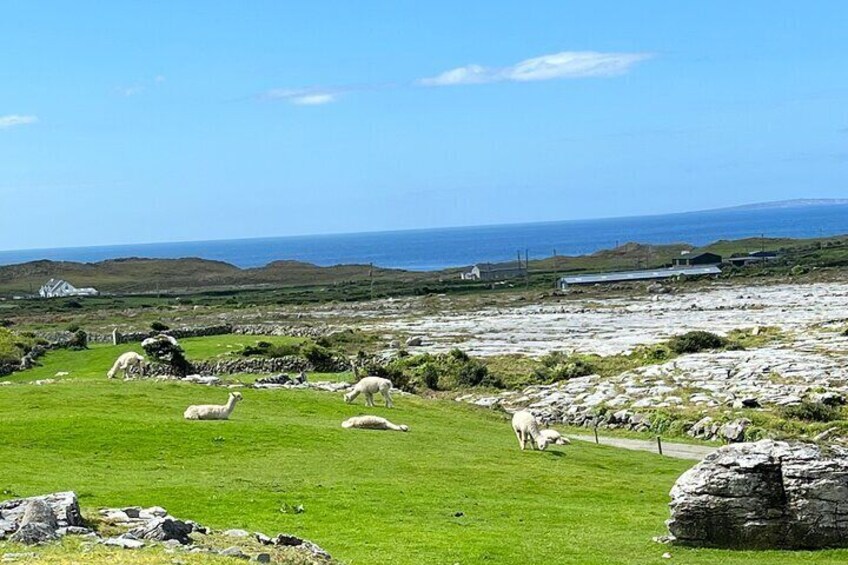 Restful Alpaca on the Wild Atlantic Way