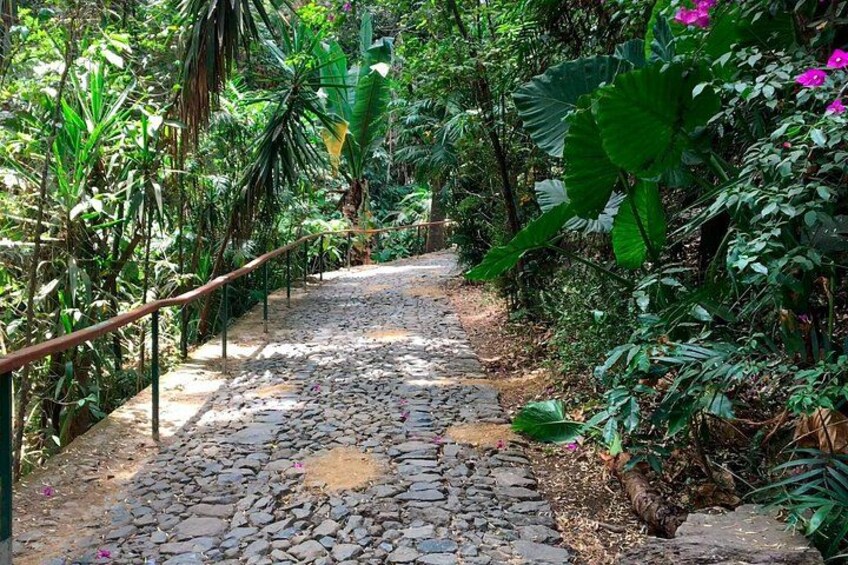 A stone pathway surrounded by lush greenery and tropical plants. 5