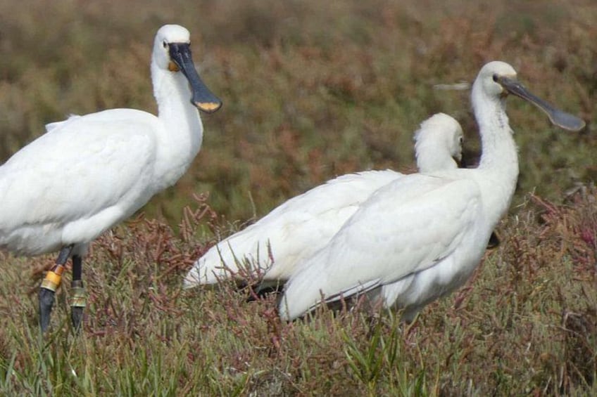 Dos aves blancas en un campo cubierto de hierba. 3