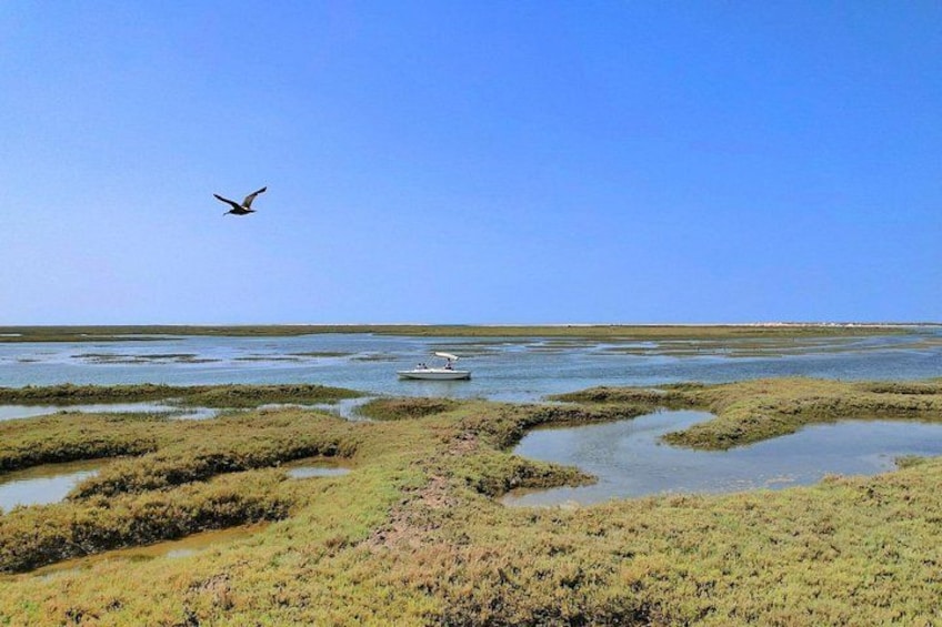 Un ave volando sobre un paisaje pantanoso con un bote a lo lejos. 1