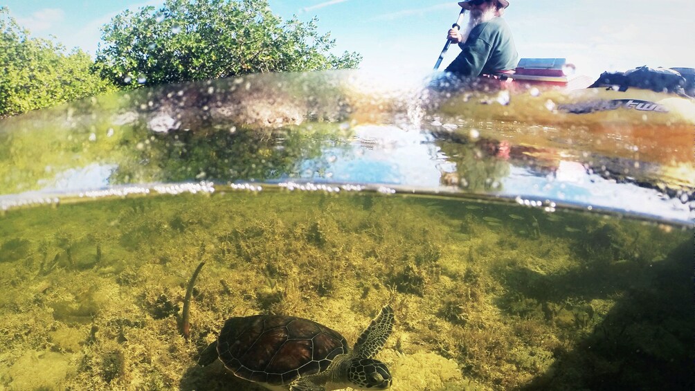 Kayakers view sea turtle below the surface in Florida Keys