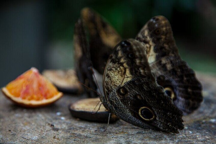 House of the Butterflies of the Collodi Pinocchio Polycentric Park