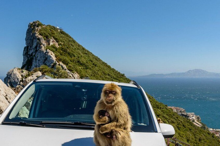 Een aap zit op een auto, met een kustlandschap op de achtergrond. 1