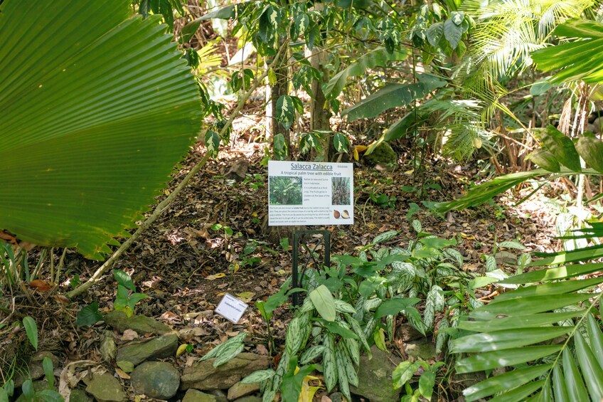 Nature and Sightseeing at Phantasea Tropical Botanical Garden 4