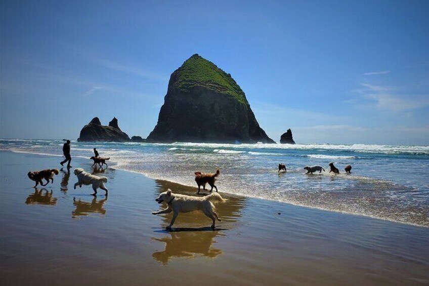 A beach with dogs running along the shore and a large green rock formation in the background. 4