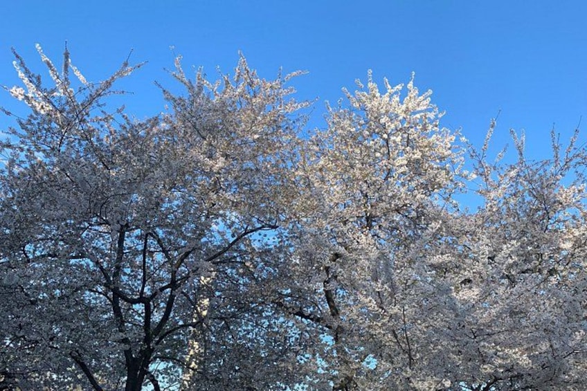 Cherry Blossom
Washington.DC 3