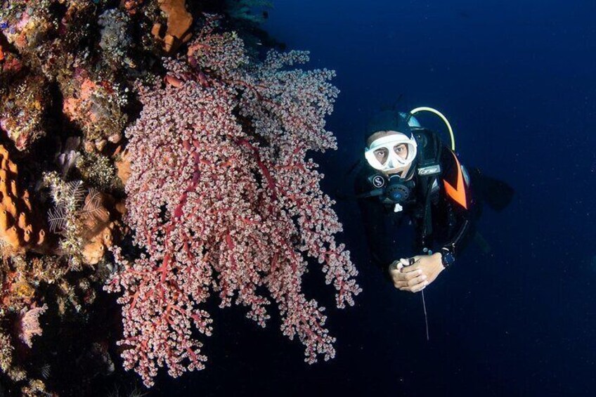 Full-Day Scuba Diving Experience of USAT Liberty in Tulamben