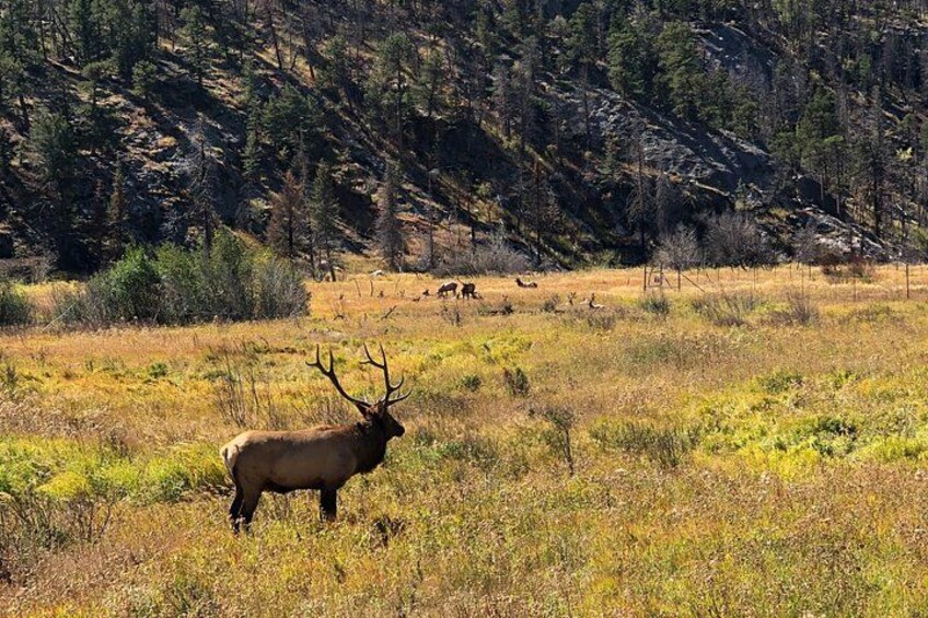 Fall Private Elk Rut Rocky Mountain National Park Tour 1