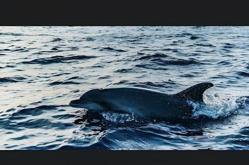 A dolphin swimming in the ocean. 3