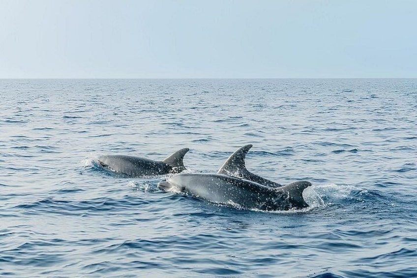 Three dolphins swimming in the ocean. 2