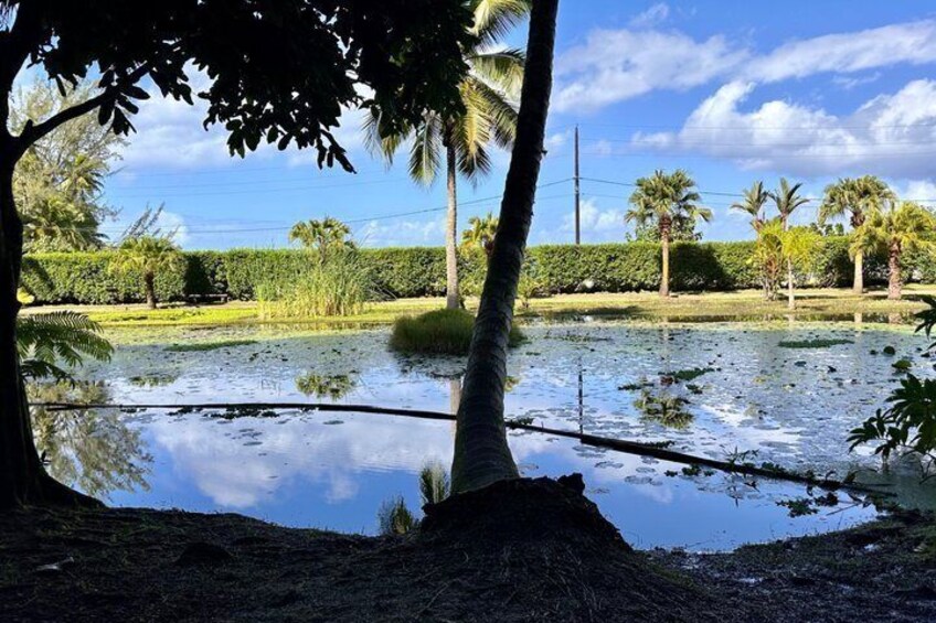 A flooded area with palm trees and a clear sky. 4