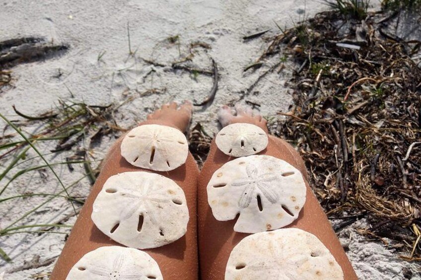 Three Hour Shelling Cruise to Shell Key Preserve from John's Pass 3