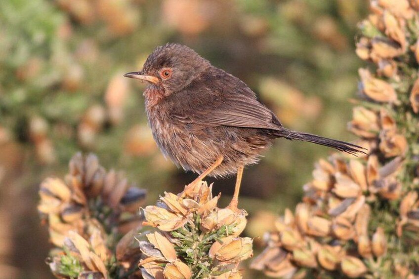Guided Walking Tour of New Forest National Park in Hampshire 2