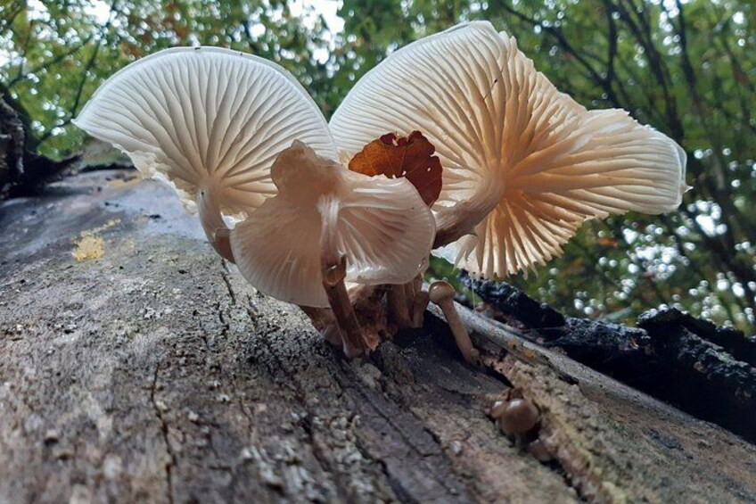 Mushrooms growing on a tree trunk in a forest. 5