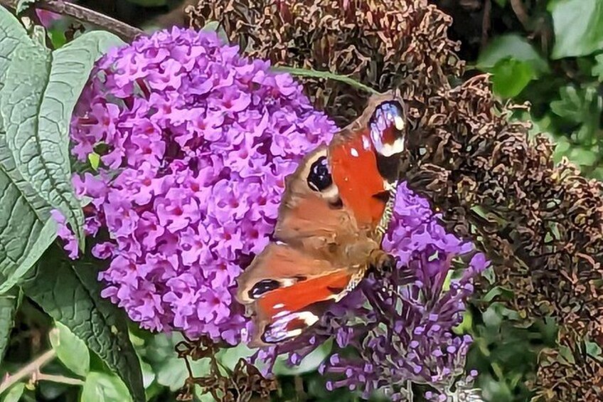 A butterfly on purple flowers. 2