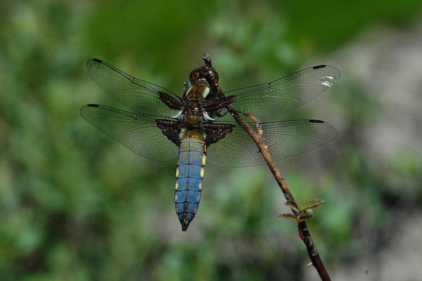 A dragonfly perched on a branch with a blurred green background. 4