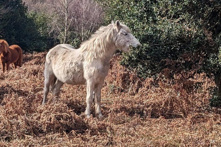 A white horse standing in a field with dry grass and a bush in the background. 3