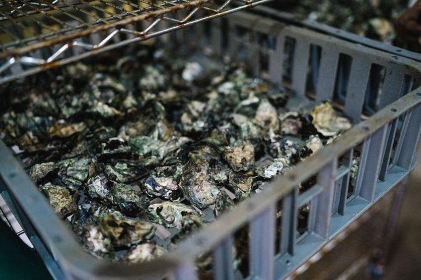 Self Guided E-Bike Tour Oysters, Beer & Coastal Trail 2