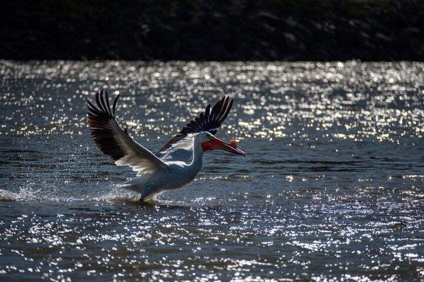 Wildlife 2