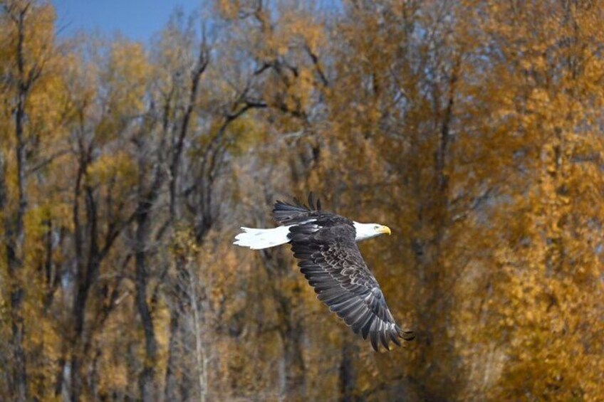 Wildlife 3
