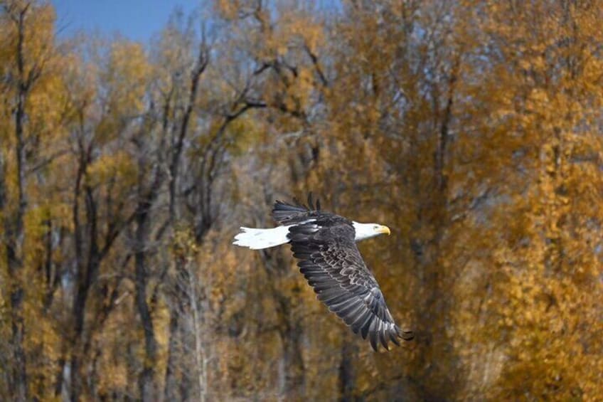An eagle in flight with autumn-colored trees in the background. 5