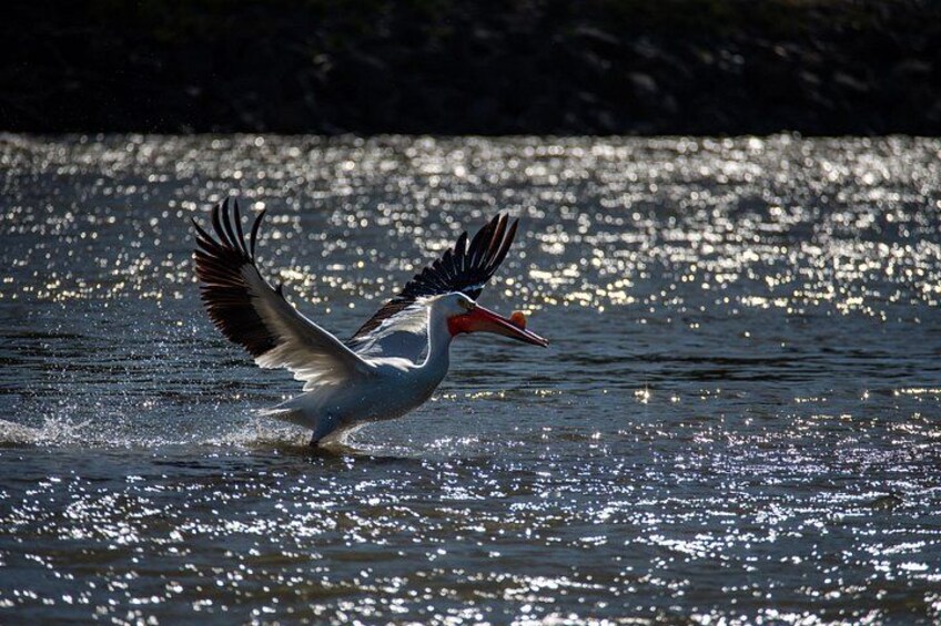 Wildlife 2
