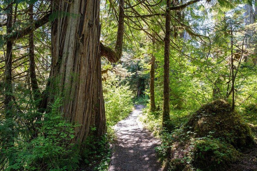 Old-growth cedar 4