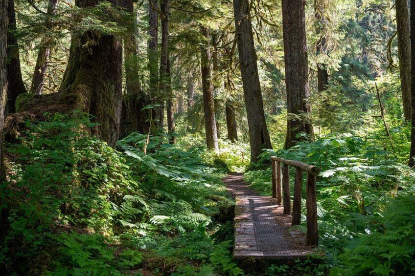 Trail bridge 3