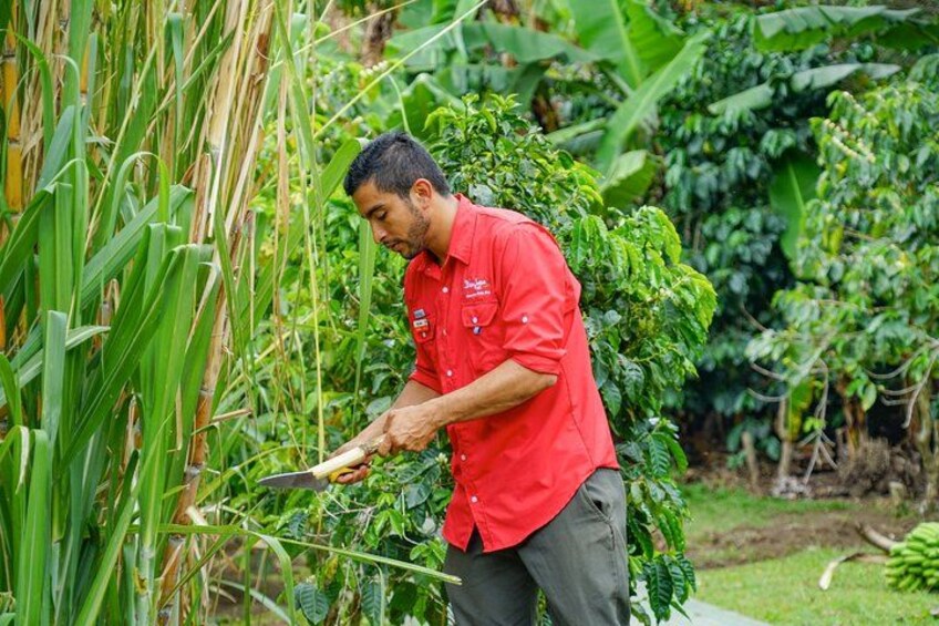 Coffee, Chocolate & Sugar Cane Tour (Regular) 2